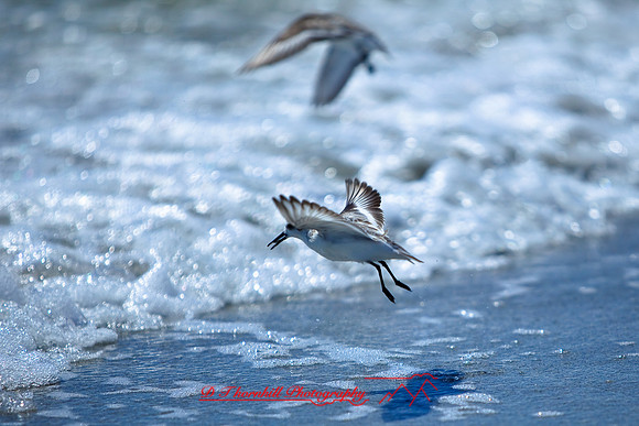 florida-2009-wildlife_03.jpg
