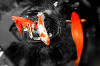 florida-2009-wildlife_07.jpg