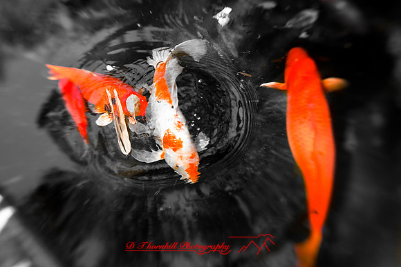 florida-2009-wildlife_07.jpg