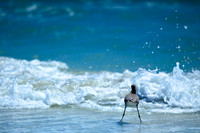 florida-2009-wildlife_04.jpg
