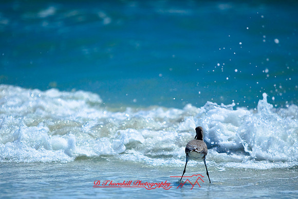 florida-2009-wildlife_04.jpg