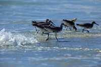 florida-2009-wildlife_28.jpg