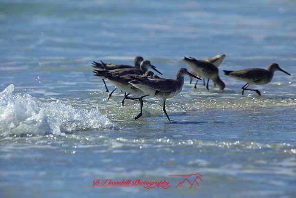 florida-2009-wildlife_28.jpg