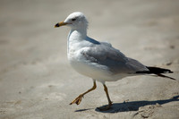 florida-2009-wildlife_01.jpg