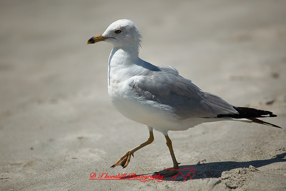 florida-2009-wildlife_01.jpg