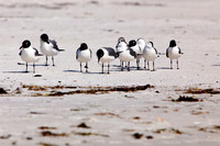florida-2009-wildlife_23.jpg