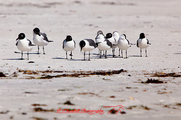 florida-2009-wildlife_23.jpg