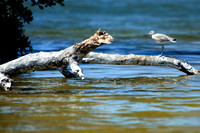 florida-2009-wildlife_11.jpg