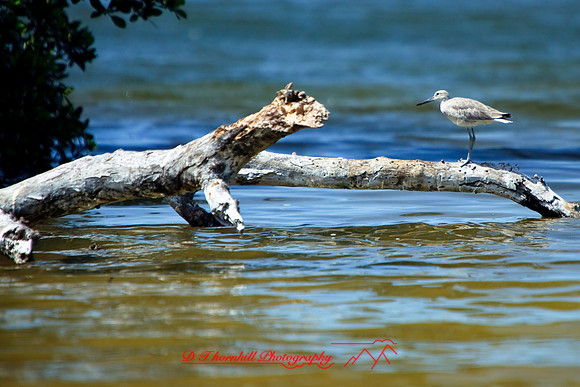 florida-2009-wildlife_11.jpg