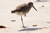 florida-2009-wildlife_17.jpg