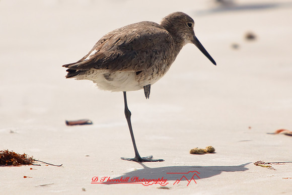 florida-2009-wildlife_17.jpg