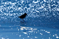 florida-2009-wildlife_32.jpg