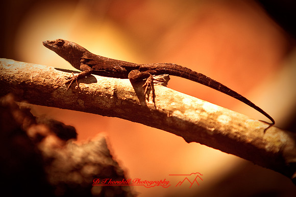 florida-2009-wildlife_08.jpg