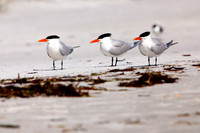 florida-2009-wildlife_24.jpg