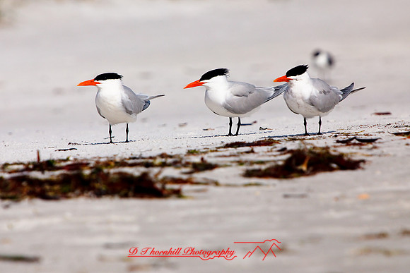 florida-2009-wildlife_24.jpg