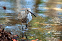 florida-2009-wildlife_10.jpg