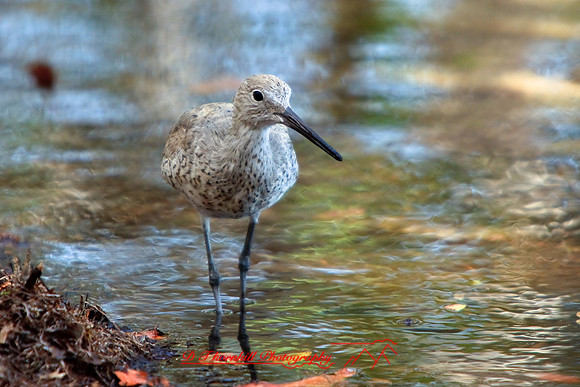 florida-2009-wildlife_10.jpg