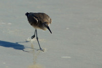 florida-2009-wildlife_29.jpg