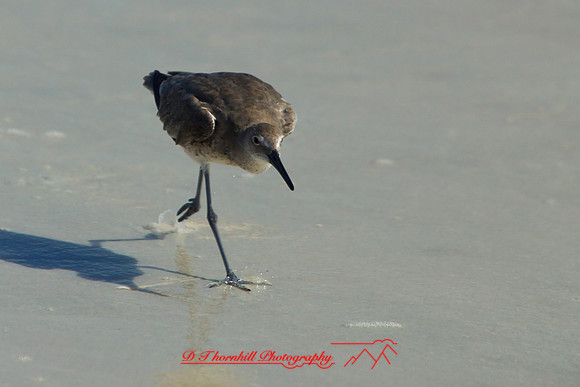 florida-2009-wildlife_29.jpg