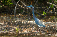 florida-2009-wildlife_16.jpg