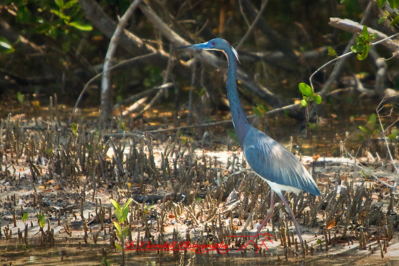 florida-2009-wildlife_16.jpg