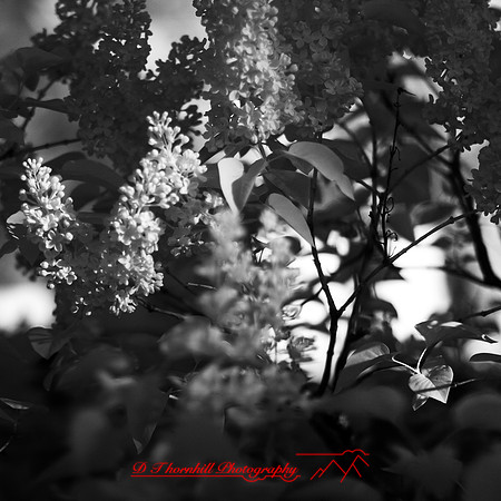 wide-open-infrared_images_2017-004