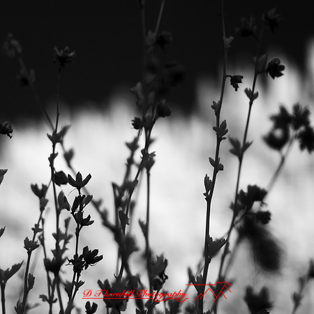 wide-open-infrared_images_2017-001
