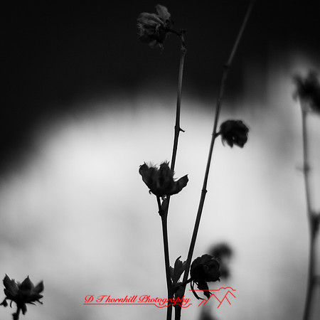 wide-open-infrared_images_2017-002