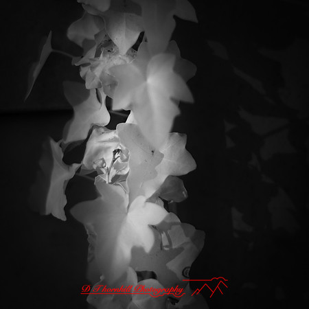 wide-open-infrared_images_2017-010