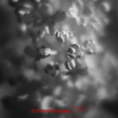 wide-open-infrared_images_2017-006