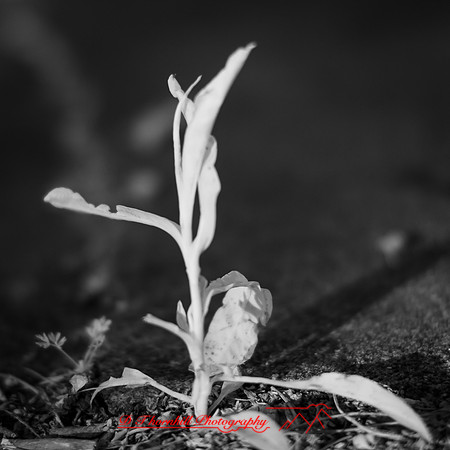 wide-open-infrared_images_2017-007