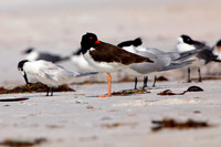 florida-2009-wildlife_25.jpg