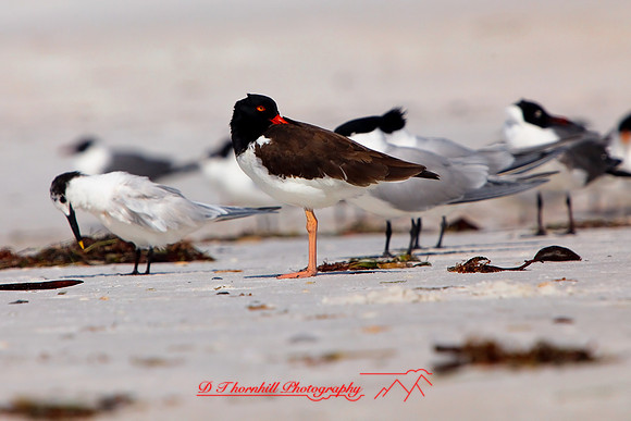 florida-2009-wildlife_25.jpg