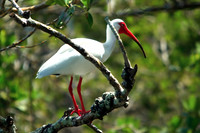 florida-2009-wildlife_15.jpg