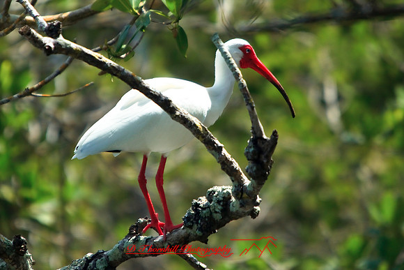 florida-2009-wildlife_15.jpg