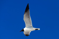 florida-2009-wildlife_26.jpg