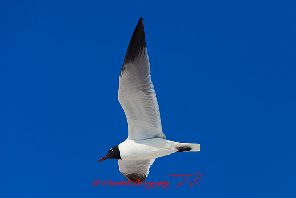 florida-2009-wildlife_26.jpg