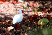 florida-2009-wildlife_09.jpg
