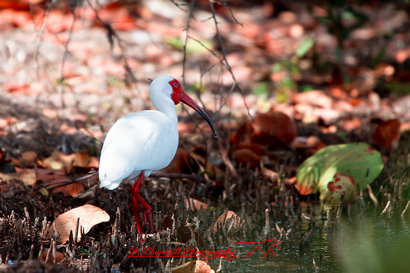 florida-2009-wildlife_09.jpg