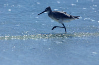 florida-2009-wildlife_31.jpg