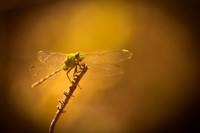 florida-2009-wildlife_12.jpg