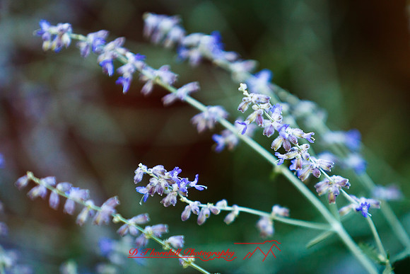 galesburg_il-images-2011-01