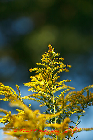 galesburg_il-images-2011-09
