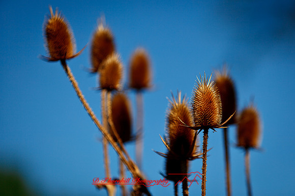 galesburg_il-images-2011-08