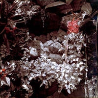 Images