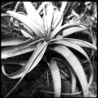 iPhone FL March 2017 017