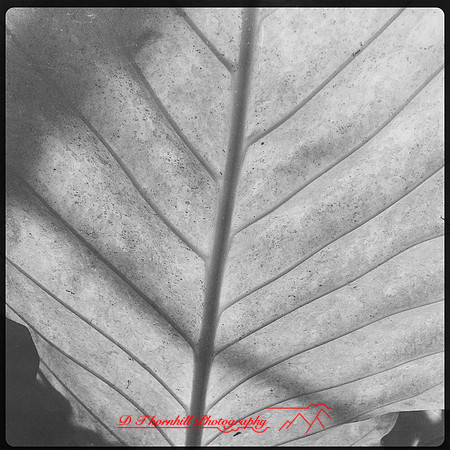 iPhone FL March 2017 020