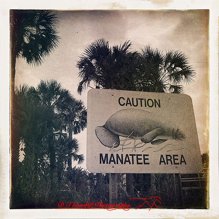 florida-2014-iphone-images-009