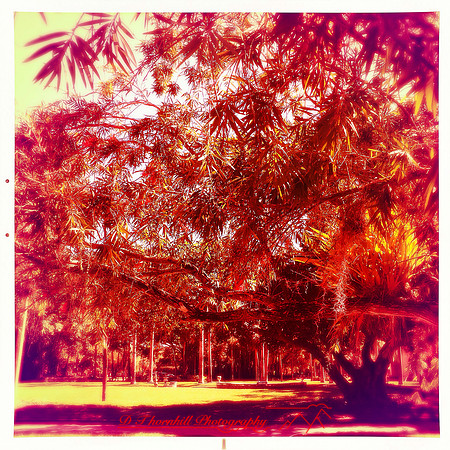 florida-2014-iphone-images-043