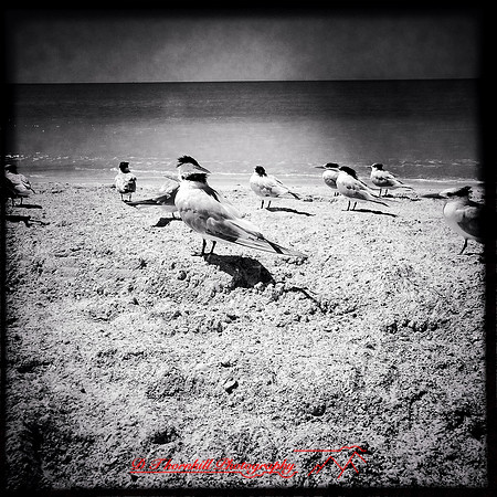 florida-2014-iphone-images-037